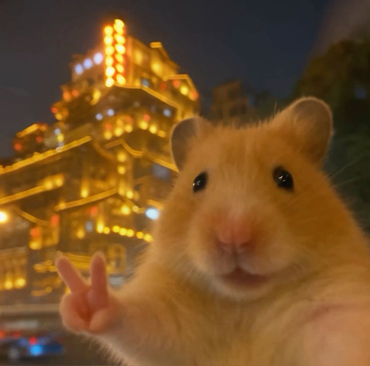 NEGRITOTO
